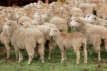 Obraz premium Free-range merino sheep on a rural South African farm.
