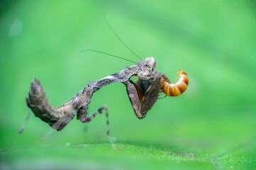 spider on a leaf