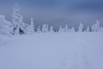 snow covered trees in the mountains