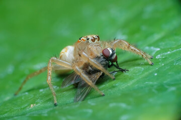 spider on a leaf