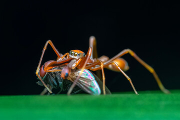 spider on a green leaf