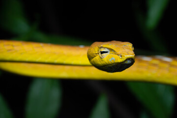 green tree python