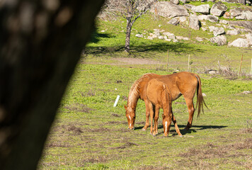 Obraz premium Close-up photo of a foal walking and eating close to her mother