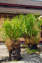 ornamental plants in pots in the form of stumps