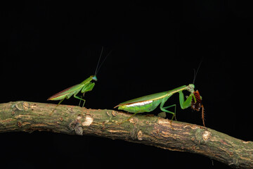 green grasshopper on a branch