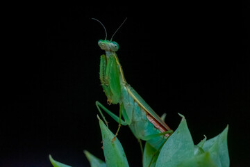 green praying mantis