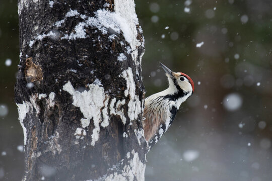 Male White-backed woodpecker (Dendrocopos leucotos) climbing and looking for some food on Aspen tree during snowfall. 