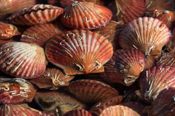 Scallops piled up in a restaurant