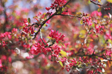 Fototapeta na wymiar Blooming tree with pink flowers. Spring
