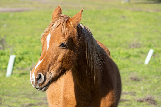 Close-up photo of a horse without reins in the countryside