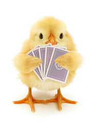 Cute chick is playing cards gambling funny conceptual photo