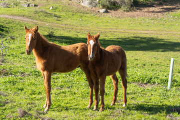 Close-up photo of two foals walking together in the countryside on a sunny morning.