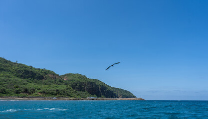 seagull flying over the sea