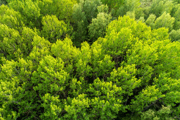 Naklejka premium An aerial of lush and green European Aspen, Populus tremula forest during late spring in Estonia, Northern Europe. 