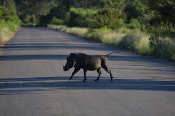 wild boar walking