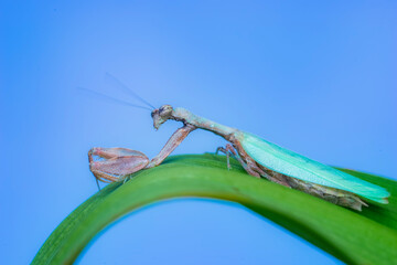 dragonfly on a leaf