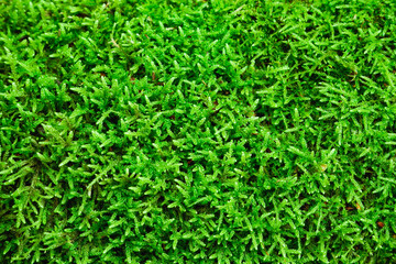Natural background. Green moss texture close-up with shallow depth of field. Sunlight.