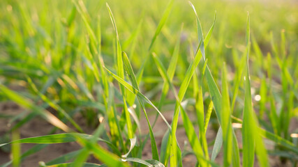Green juicy sprouts of winter cereals close-up in the rays of the setting sun. Cereals in an agricultural field.