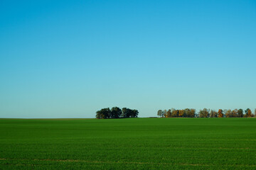 Naklejka premium landscape. Green wheat field, trees on the horizon and clear blue sky.