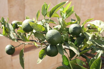  zielone dojrzewające limonki wiszące na drzewie