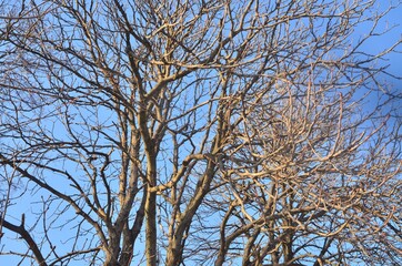 We see tree branches against the background of a bright, clear spring sky.