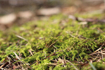 Waldboden in den Baumbergen im Münsterland