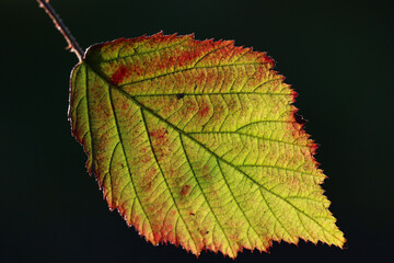 A backlit bramble leaf stained with oxide red, sage green, and sap green colouring, against an almost black hedgerow. Backlit by evening sun. 