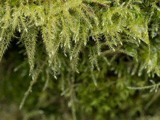 moss in the forest close up photo, place for text, blurred background