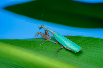 green shield bug