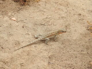 A side-blotched lizard enjoying a sunny day in Carpinteria, Santa Barabara County, California.