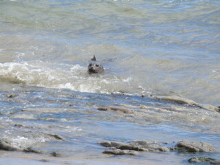 Obraz premium Harbor seal swimming to shore, in the surf, Carpinteria, Santa Barbara County, California.