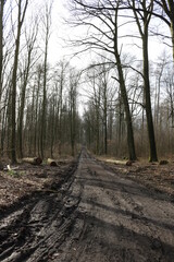 Waldweg in den Baumbergen im Münsterland