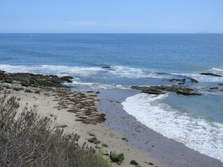 Harbor seals resting on the shores of the Pacific Ocean, in Carpinteria, Santa Barbara County, California.