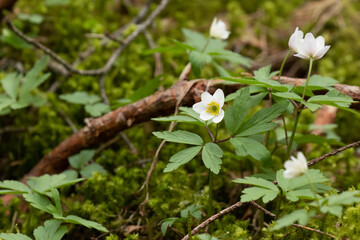 Flowering Wood anemone, Anemonoides nemorosa on early spring in Estonian boreal forest, Northern Europe. 