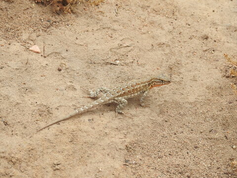 A side-blotched lizard enjoying a sunny day in Carpinteria, Santa Barabara County, California.