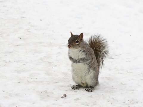 a brown squirrel in a park in Montreal, Quebec, Canada, March