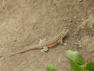 A side-blotched lizard enjoying a sunny day in Carpinteria, Santa Barabara County, California.