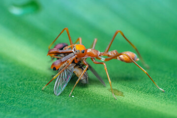 ant on leaf