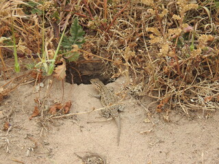 A side-blotched lizard enjoying a sunny day in Carpinteria, Santa Barbara County, California.
