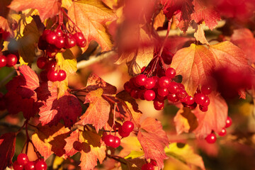 Ripe Guelder-rose, Viburnum opulus berries during colorful autumn foliage in Estonia. 