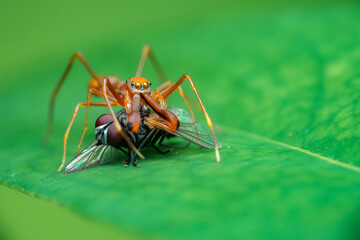 ant on leaf