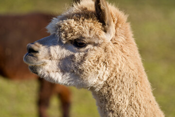 Alpacas at enclosure of university farm, Zurich, Switzerland.