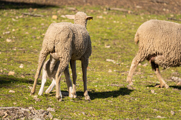 Naklejka premium Small lamb nursing from her mother in the countryside.