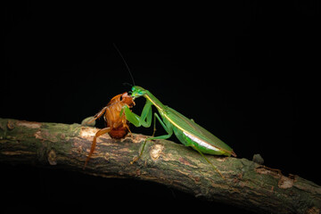 green shield bug