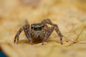 close up of a spider