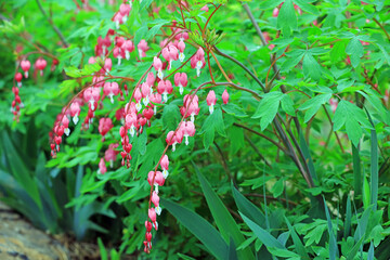 Close up of peony flowers in the garden, China