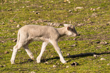 Obraz na płótnie Canvas Close-up photo of a small lamb walking alone in the countryside on a sunny morning.