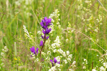 Beautiful and common Clustered bellflower (Campanula glomerata) flowering on a lush Estonian meadow during summertime. 