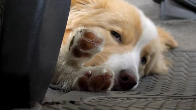 Perro, border collie, quedándose dormido en un coche.