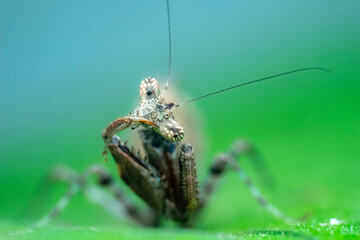 spider on a green leaf
